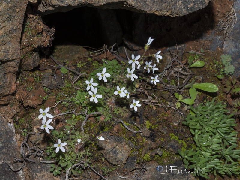 Saxifraga gemmulosa.02