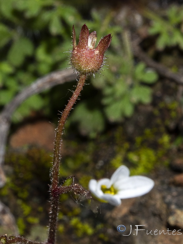 Saxifraga gemmulosa.15