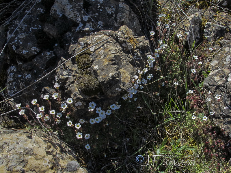 Saxifraga globulifera.01