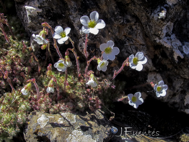 Saxifraga globulifera.05