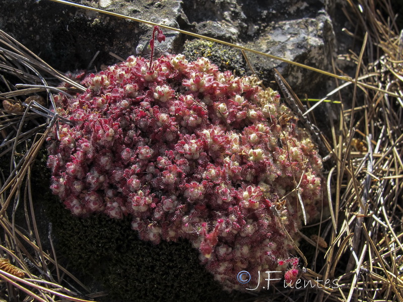 Saxifraga globulifera.08