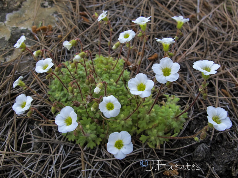 Saxifraga globulifera.10