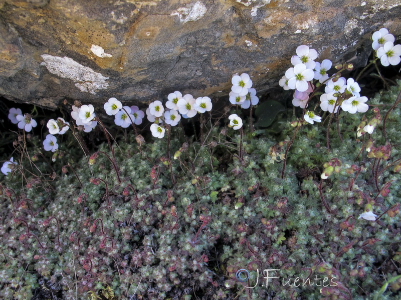 Saxifraga globulifera.11