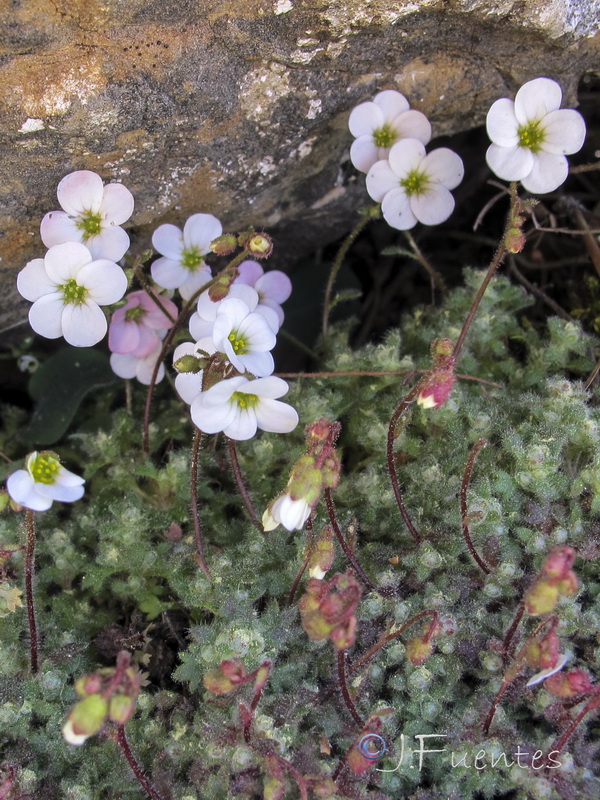 Saxifraga globulifera.13