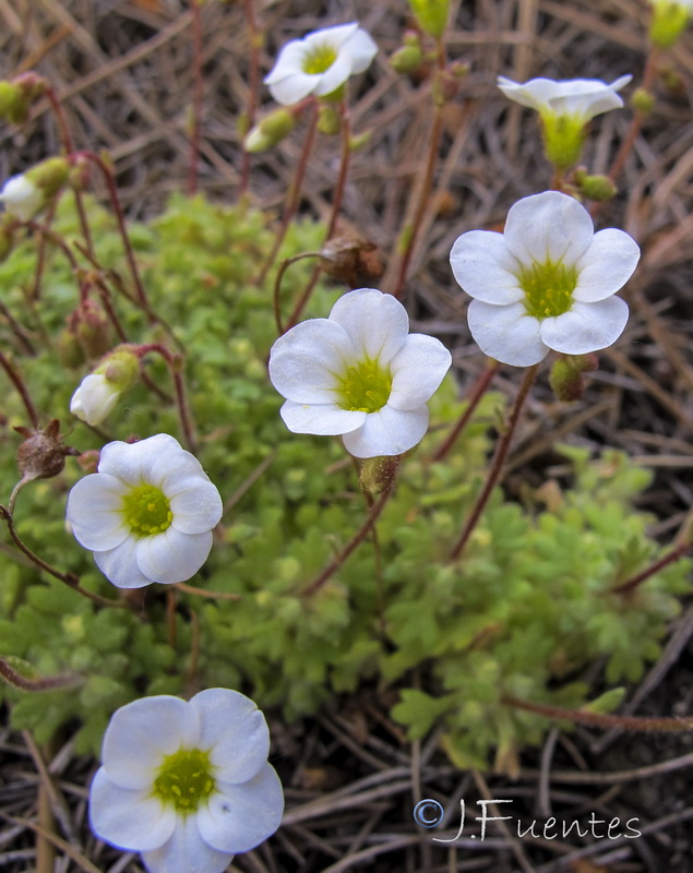 Saxifraga globulifera.14