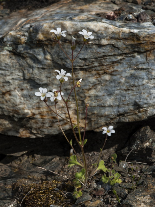 Saxifraga granulata.01