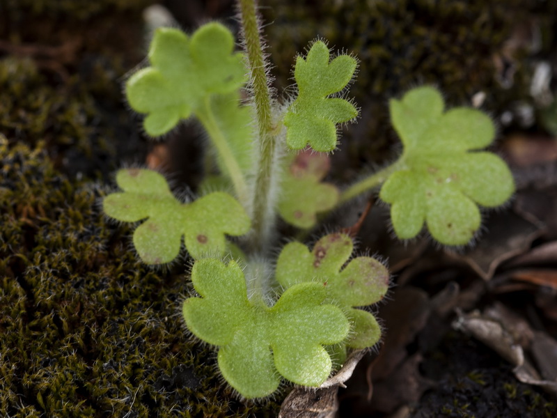 Saxifraga granulata.02