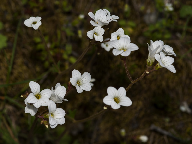 Saxifraga granulata.05