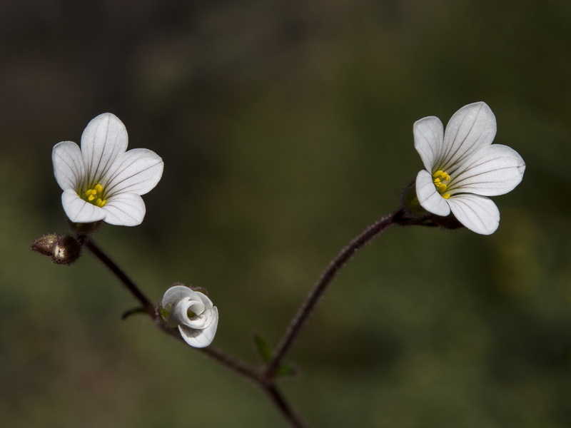 Saxifraga granulata.06