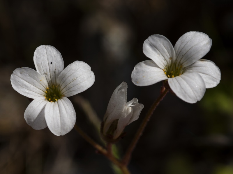 Saxifraga granulata.07