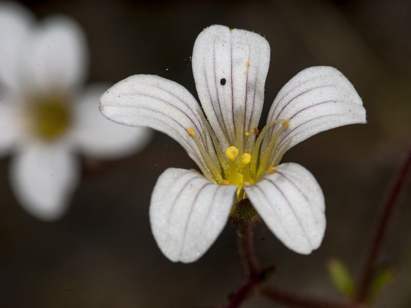 Saxifraga granulata.09