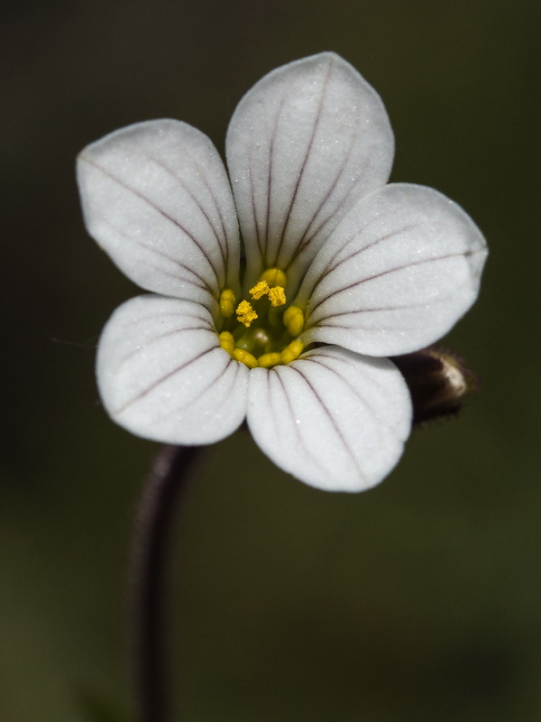 Saxifraga granulata.10