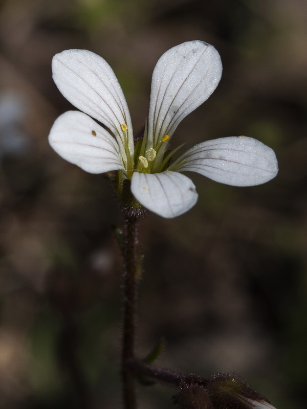 Saxifraga granulata.14