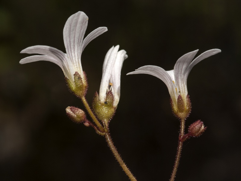 Saxifraga granulata.15