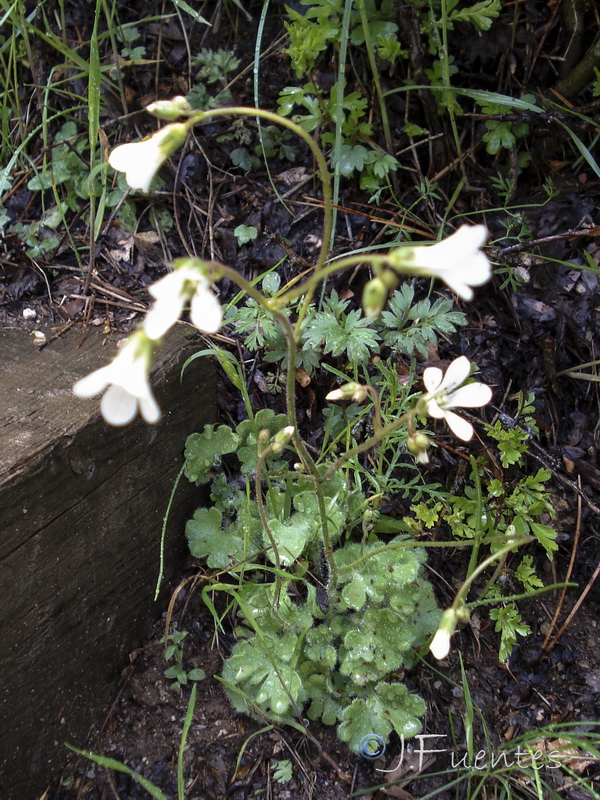 Saxifraga granulata.18