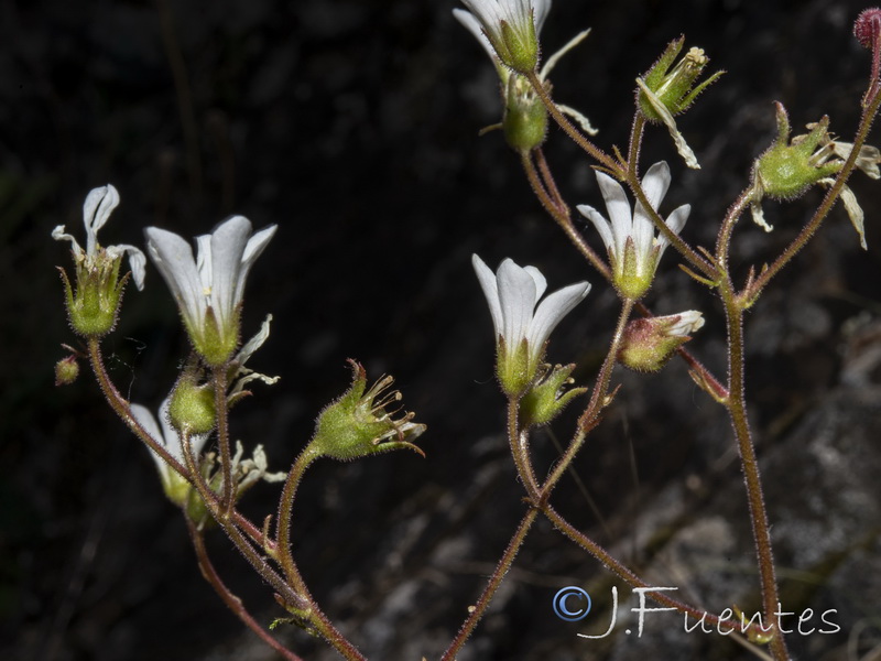 Saxifraga granulata.27