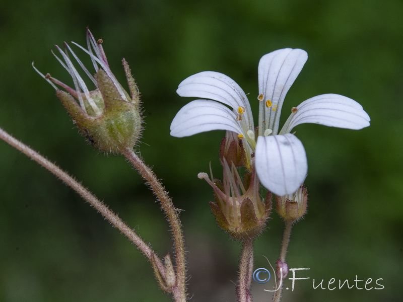 Saxifraga granulata.21