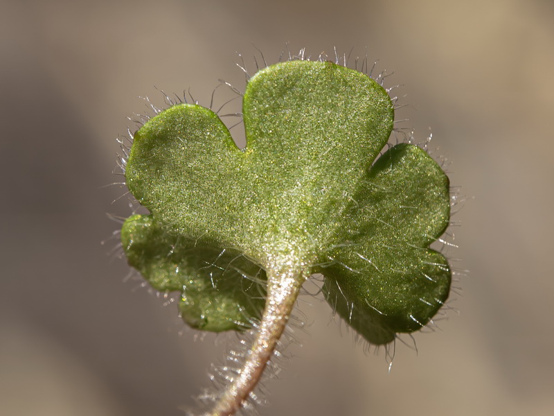 Saxifraga granulata.31