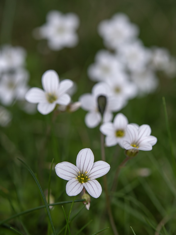 Saxifraga granulata.32