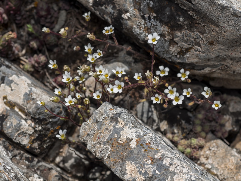 Saxifraga haenseleri.04