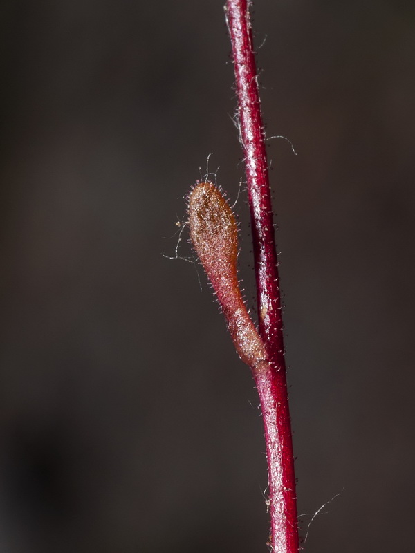 Saxifraga haenseleri.05