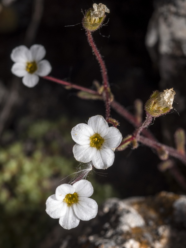 Saxifraga haenseleri.07