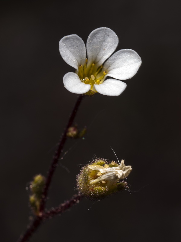 Saxifraga haenseleri.09