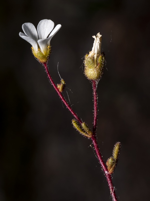 Saxifraga haenseleri.10