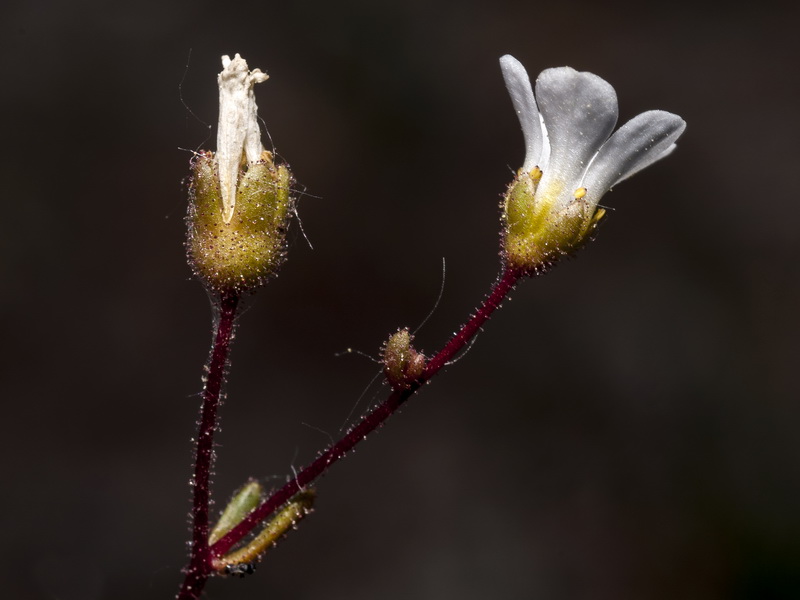 Saxifraga haenseleri.11