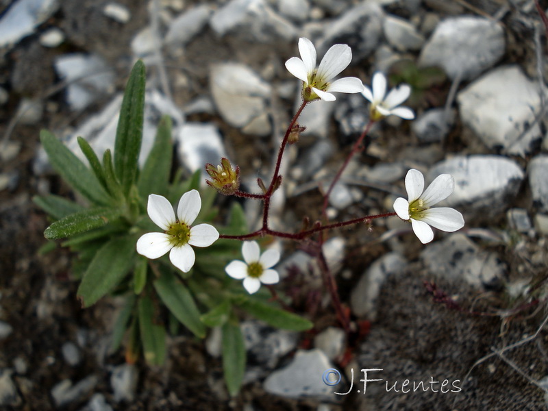 Saxifraga haenseleri.12