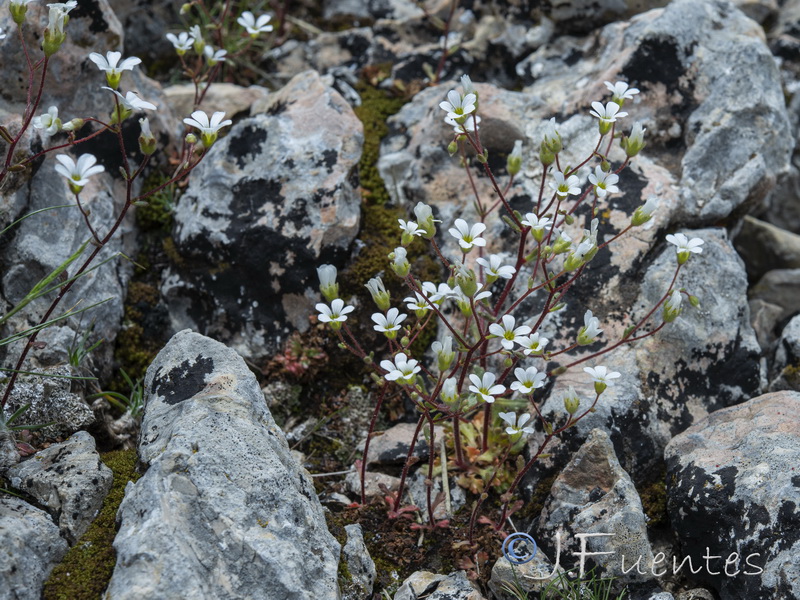 Saxifraga haenseleri.19