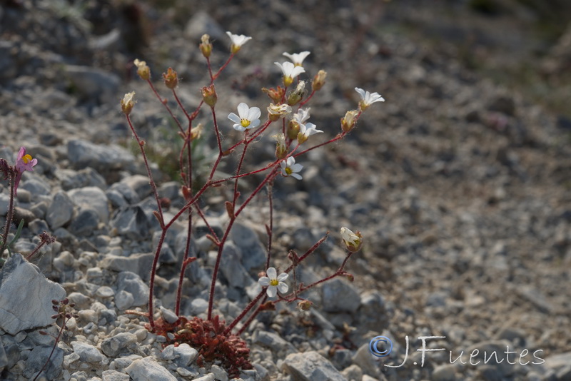 Saxifraga haenseleri.16