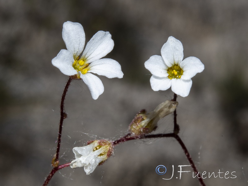 Saxifraga haenseleri.23