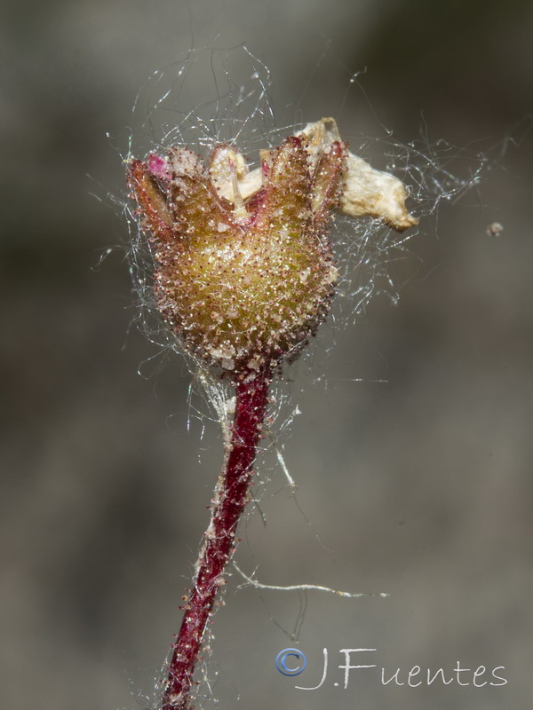 Saxifraga haenseleri.24