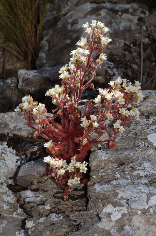 Saxifraga latepetiolata.01