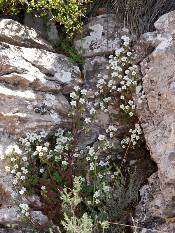 Saxifraga latepetiolata.02