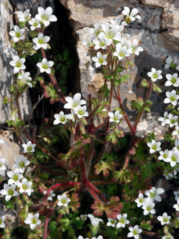 Saxifraga latepetiolata.03