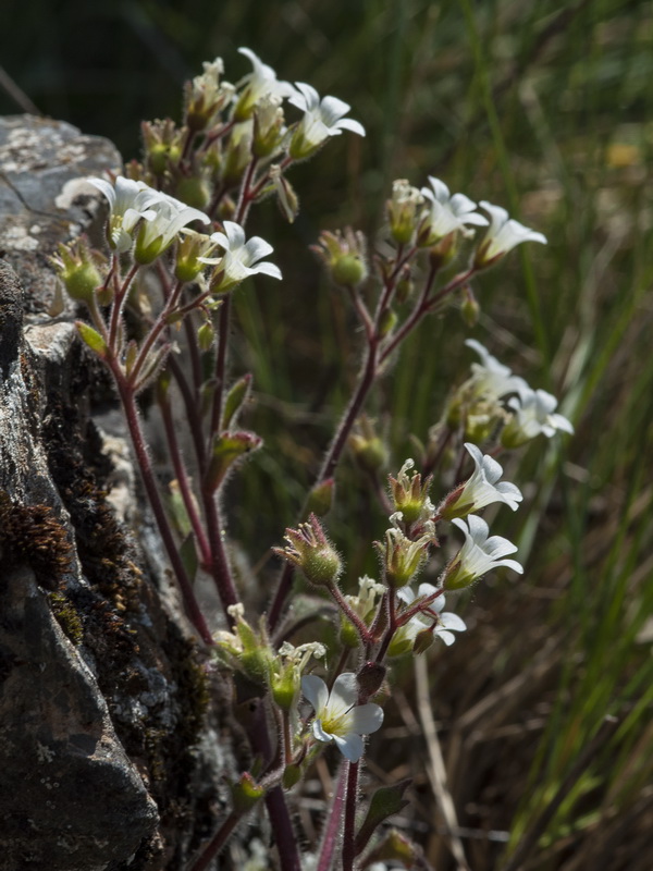 Saxifraga latepetiolata.04