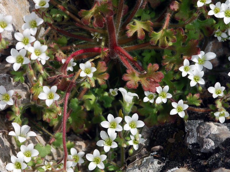 Saxifraga latepetiolata.05