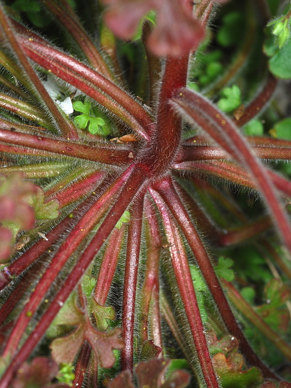 Saxifraga latepetiolata.06