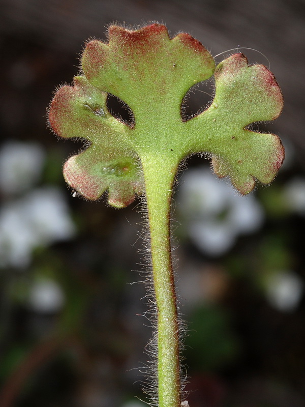 Saxifraga latepetiolata.09