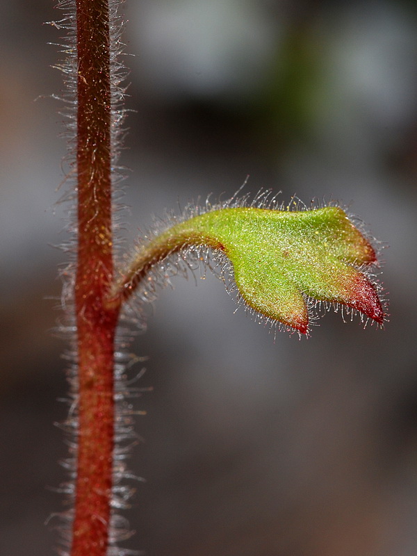 Saxifraga latepetiolata.10