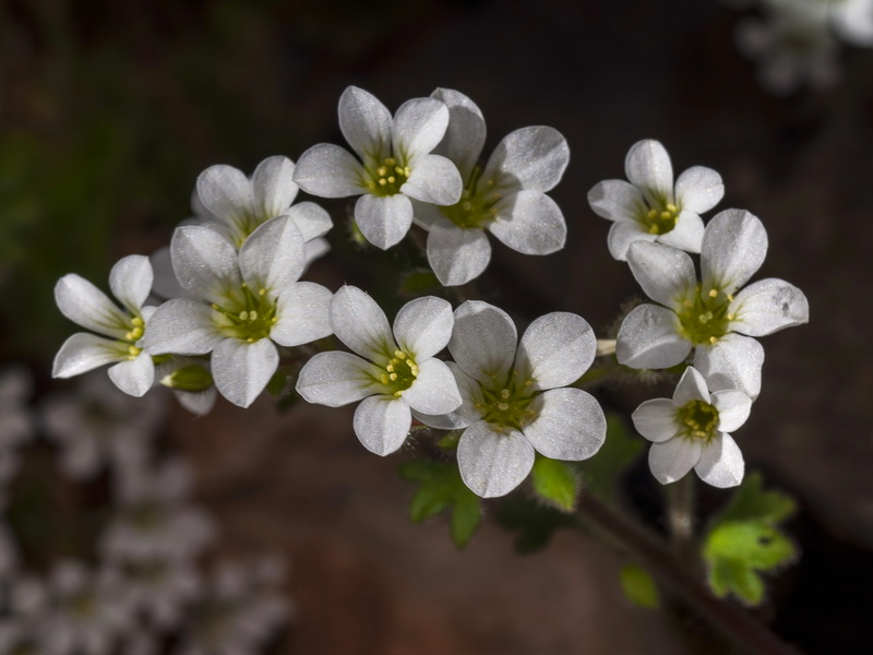Saxifraga latepetiolata.12