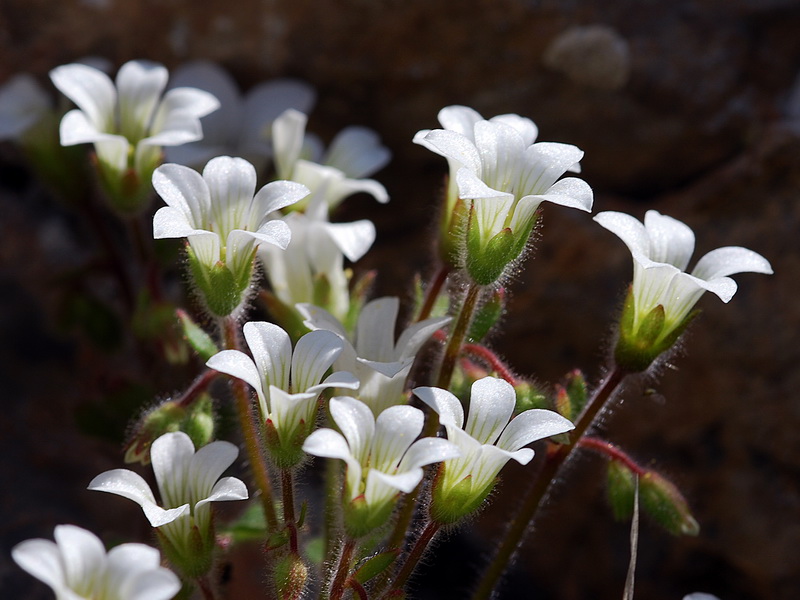 Saxifraga latepetiolata.13
