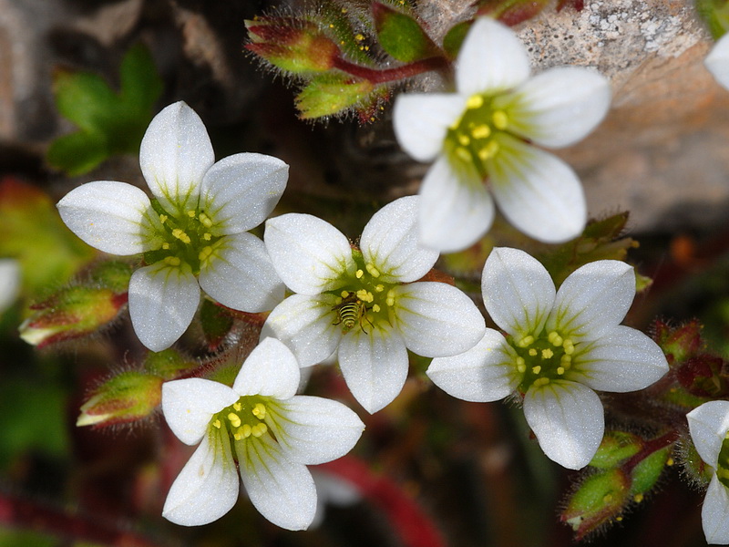 Saxifraga latepetiolata.16