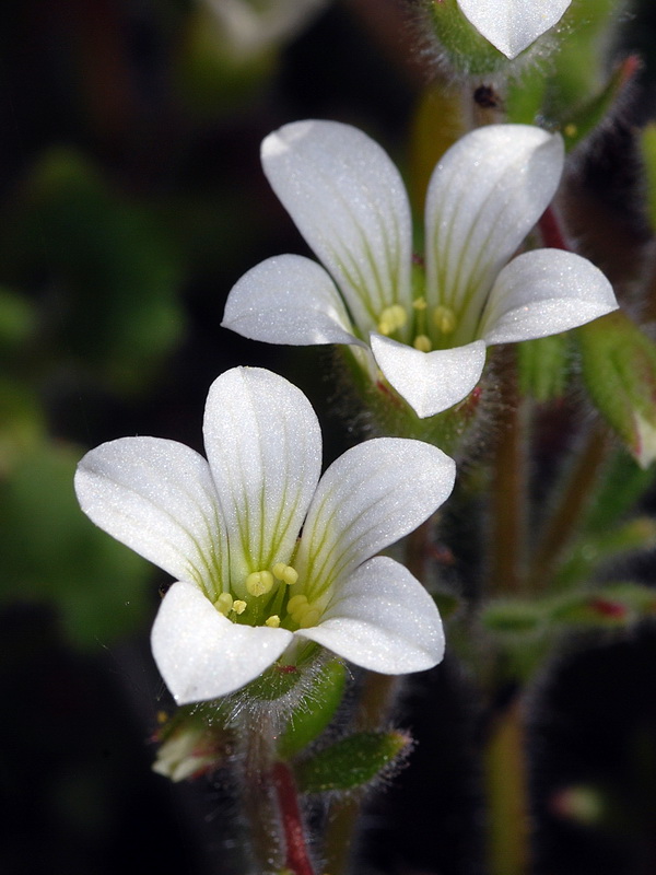 Saxifraga latepetiolata.17