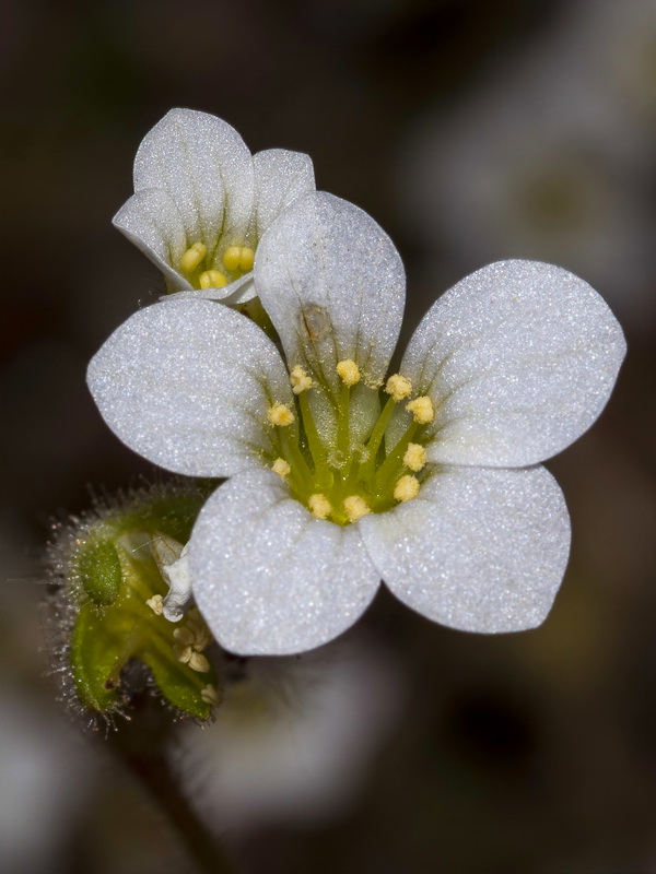 Saxifraga latepetiolata.18