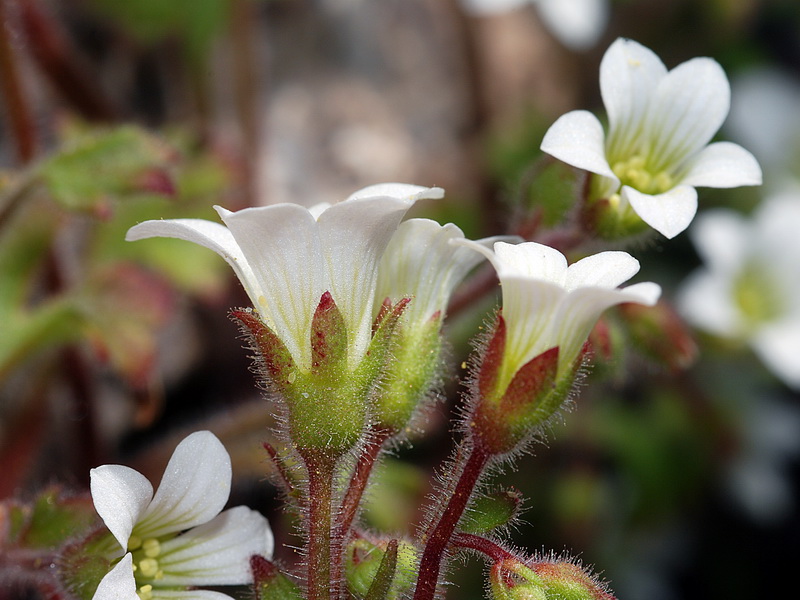 Saxifraga latepetiolata.22