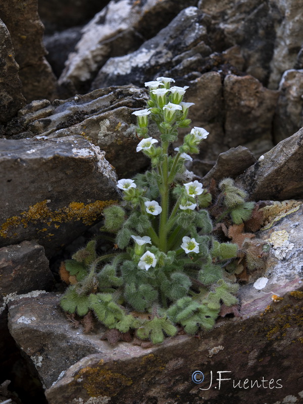 Saxifraga latepetiolata.01