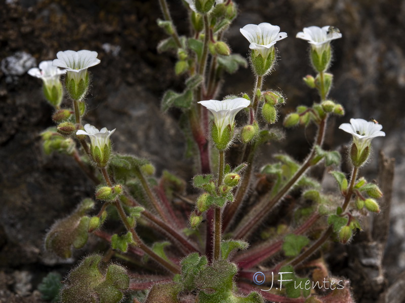 Saxifraga latepetiolata.29